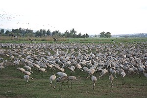 hulavalleycranes hula valley israel, cranes, bird watching, private tour guide